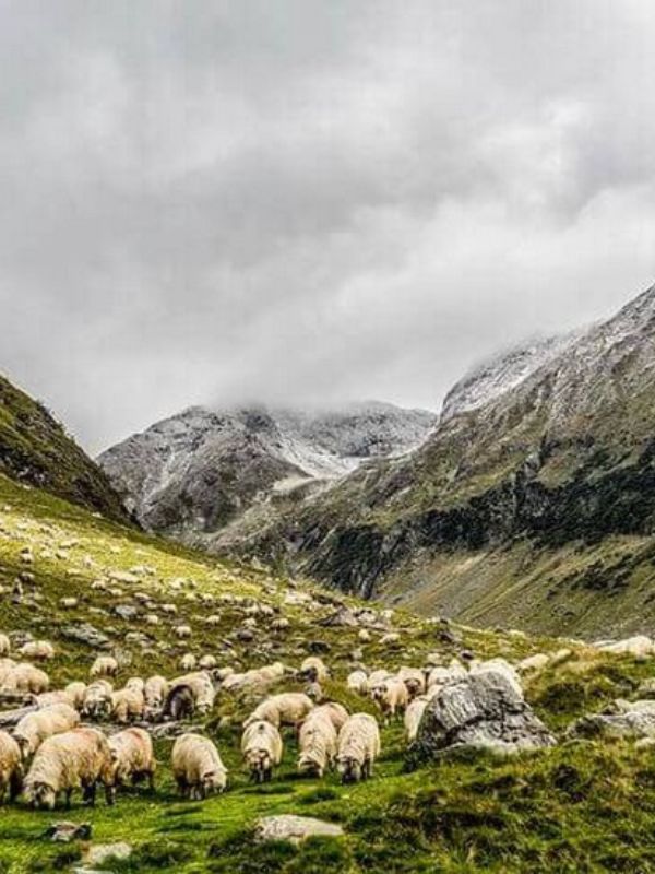 himachal holidays